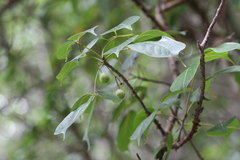 Commiphora caudata var. caudata